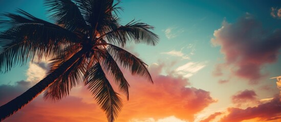 Wall Mural - Silhouette of a tropical palm tree against a sunset sky with clouds, offering a vintage-filtered summer vacation and nature travel adventure concept with a captivating copy space image.