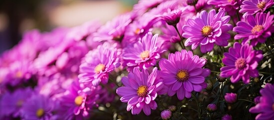 Poster - Vivid purple blooms captured in a close-up shot on a sunny summer day with a blank space for adding text or graphics in the picture. with copy space image. Place for adding text or design