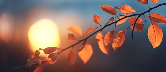 Fototapete - Sunset illuminating leaves on a nightly natural backdrop with copy space image.