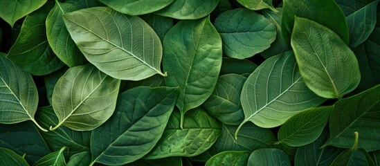 Leinwandbilder - Creative close-up green leaf nature backdrop with copy space image made of tree leaves.