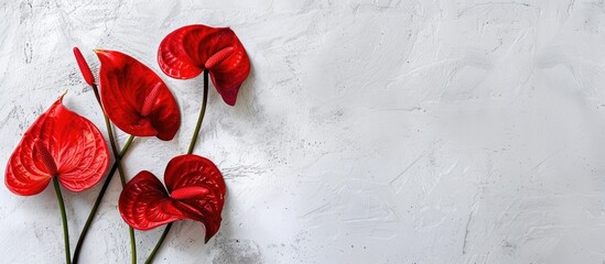 Wall Mural - Grid with anthurium flowers against a light background, offering copy space image.