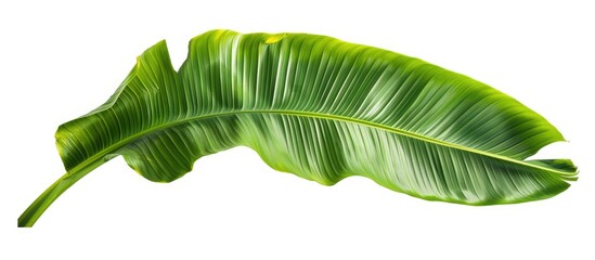 Poster - Tropical green banana leaf isolated on a white background with a clipping path for design elements. Perfect for a summer-themed copy space image with an abstract green leaves texture.