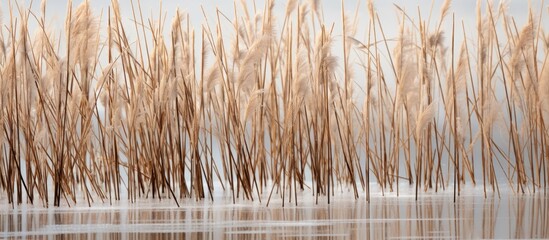 Poster - Texture of dry reeds and ice on a lake, captured in a close-up copy space image.