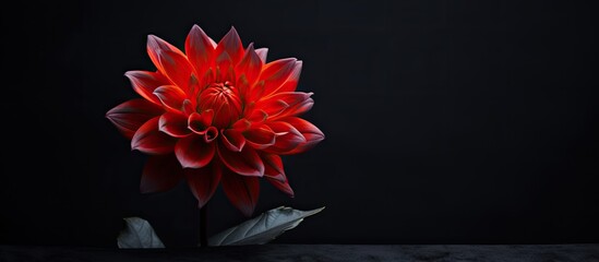 Canvas Print - beautiful flower against a vibrant and contrasting dark background, perfect for copy space image.