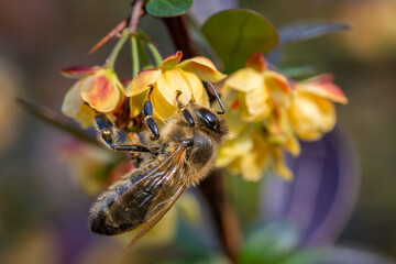 Honey Bee - Apis mellifera capensis, common popular eusocial flying insect native to meadows and woodlands of mainland Afro-Eurasia, South Africa.