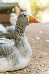 Noble goose white and gray posing for the camera