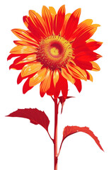 Sticker - PNG Sunflower petal plant red.