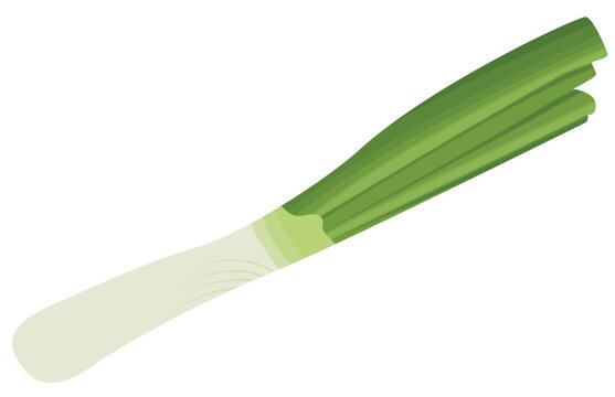 Chive Spring Onion or Leek Vegetable Illustration