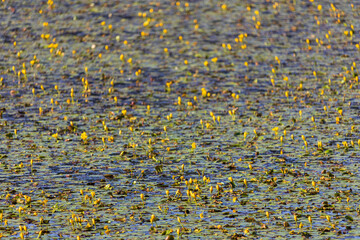 Wall Mural - Yellow floating heart, nymphoides peltata flowers field growing on pond surface. Endangered plant, Czech landscape