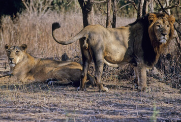 Poster - Asiatic lion