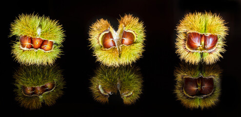 Wall Mural - Chestnut fruit on black background