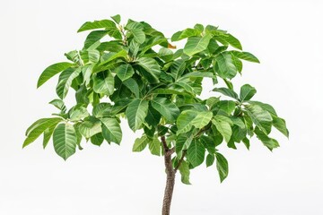 A walnut tree with broad leaves and rich, textured bark isolated on a white background