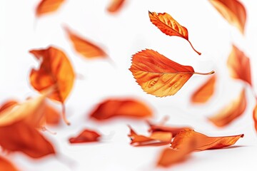 pumpkin and fall leaves on a white background