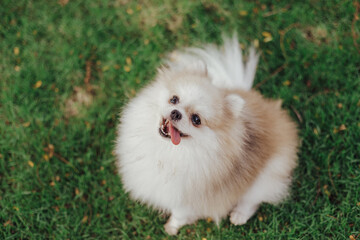 Beautiful dog - pomeranian Spitz. Puppy dog cute pet happy smile playing in nature