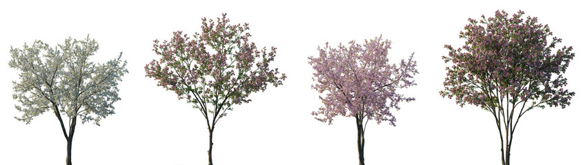 Wall Mural - set of lagerstroemia (crape myrtle, crepe myrtle) and cherry trees sakura pink blossoming frontal st