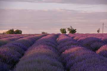 Wall Mural - Field of lavender in the sunset light. Background with golden light. Purple lavender.