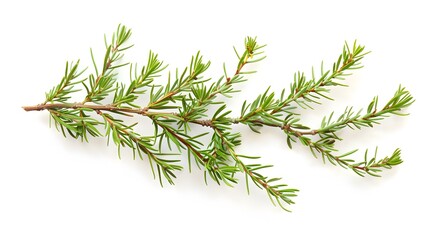 Fresh Green Sprig of Cypress Isolated on White Background. Natural Evergreen Conifer Branch for Christmas, Holiday, or Nature Designs