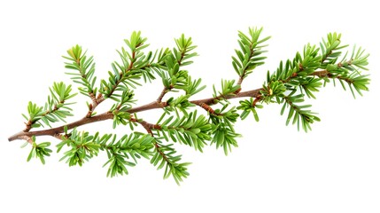 Green Yew Tree Branch Isolated on White Background. Fresh spring foliage for natural, ecological, and sustainable design concepts.