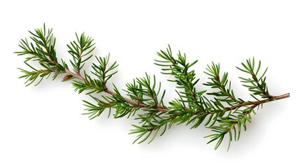 Fresh Green Pine Tree Branch Isolated on White Background. Perfect for Christmas or Nature Designs.