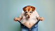 © jeepbabes - hund, terrier, trägt, Jeans, und, t-shirt, zu, enge, hose, dick, close up, studio, aufnahme, konzept, Übergewicht, on, solid, tier, traurig, fett, leibigkeit, ungesunde, ernährung, neu, pastel, farben