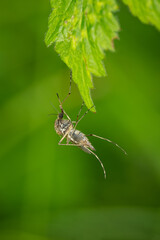 Poster - Close-up of a mosquito on a green leaf.