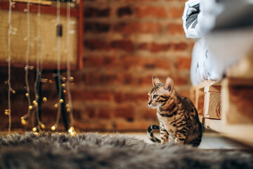 Bengal kitten walks around the house against a blurred Christmas background of glowing garlands.