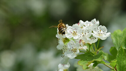 bee on a flowering tree. honey bees pollinating white blossoms of a pear tree, close-up, macro photo. insect in nature, spring season. bee on the flowers of the orchard