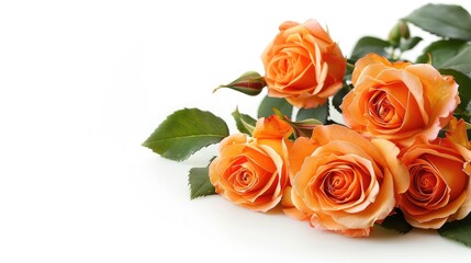 Wall Mural - Fresh orange roses isolated on white background with space for text