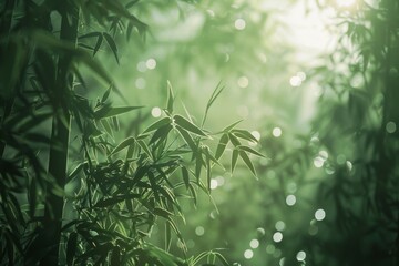 Bamboo leaves illuminated by sunlight, creating a tranquil scene with a soft green bokeh background. The image captures the natural elegance and serene beauty of bamboo in a lush, sunlit setting