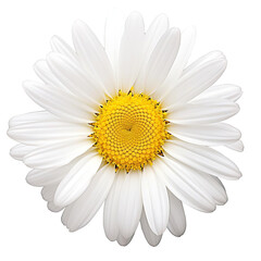 Close-up of a beautiful white daisy flower with a vibrant yellow center on a white background, suitable for nature and botanical-themed projects.