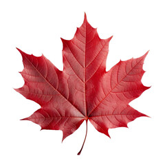a vibrant red maple leaf isolated on a white or transparent background.
