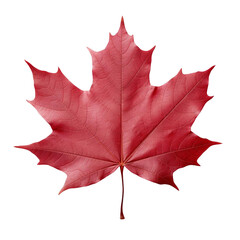 Wall Mural - close-up of a vibrant red maple leaf on a white or transparent background, showcasing its autumn col