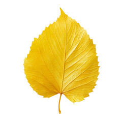 Wall Mural - close-up of a single yellow leaf isolated on a white or transparent background, perfect for autumn-t