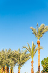 Wall Mural - Palm tree with green leaves on blue background