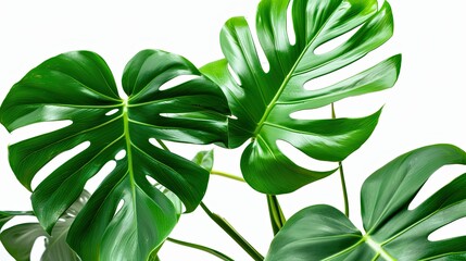 Canvas Print - Monstera Deliciosa Leaves on a White Background