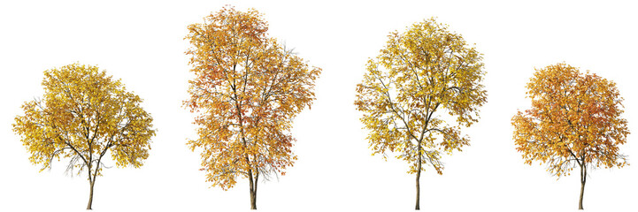 Set of 4 autumn large Ash trees sycamore platanus trees isolated png on a transparent background perfectly cutout