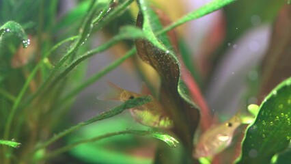 Sticker - Fish fry longtail barb Pethia Conchonius macro view. Tropical freshwater aquarium tank, natural plants. Macro view, shallow depth of field