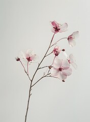 Small Pink and Cream Flowers on White Background

