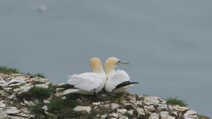 Wall Mural - Northern Gannet, Morus bassanus, birds on cliffs, Bempton Cliffs, North Yorkshire, England	