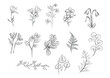 © Monica - vector of florals outlines collection