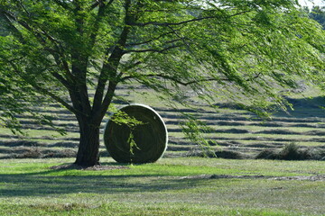 Wall Mural - Hay Bale by a Weeping Willow Tree