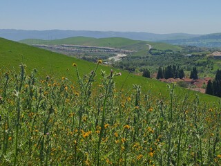 Wall Mural - Thistle and Fiddleneck blooms in the East Bay hills, San Ramon, California