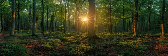 Panoramic photo of an enchanting forest, lush green trees with sunlight filtering through the canopy, vibrant and lively atmosphere, capturing the beauty of nature's tranquility