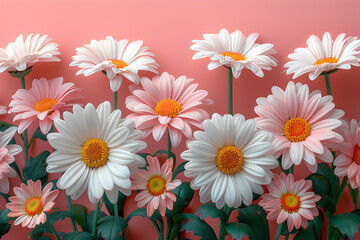 Wall Mural - Beautiful Pink and White Daisies Against a Soft Coral Background in Full Bloom