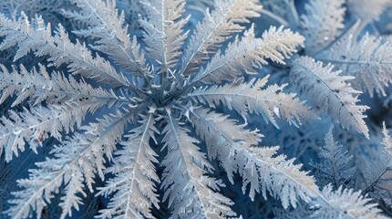 Poster - snow covered branches of tree