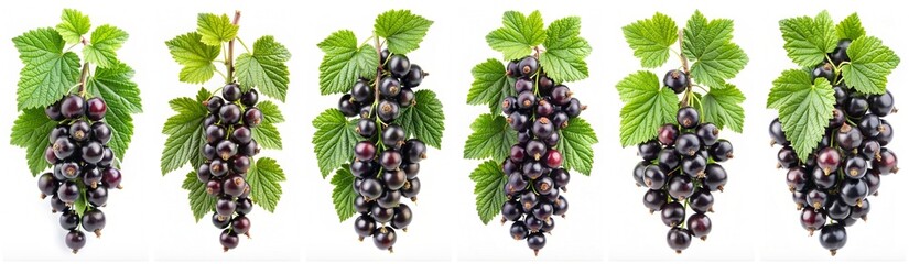 Wall Mural - Ribes nigrum isolated on a white background