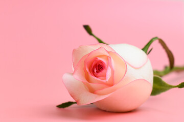 Wall Mural - beautiful pastel rose flower on pink background, valentine day