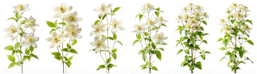Wall Mural - Clematis vitalba isolated on a white background