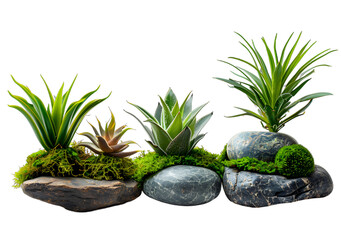 Wall Mural - [Transparent Background PNG]Three succulents on rocks with moss