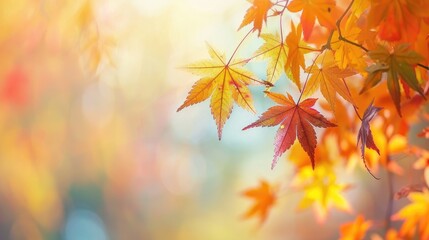 Wall Mural - Vibrant autumn maple leaves in Kyushu Japan with empty space and macro focus